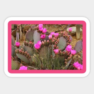 Cactus in Bloom Sticker